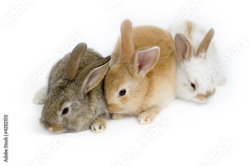 Cute rabbit family