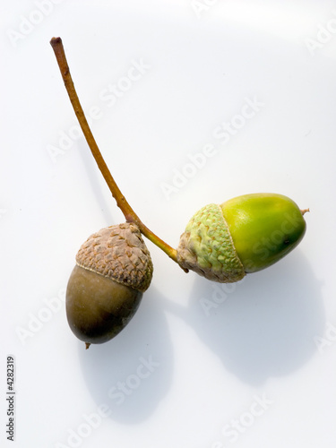 acorn