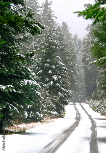 Fir trees by the snowy road with car tracks