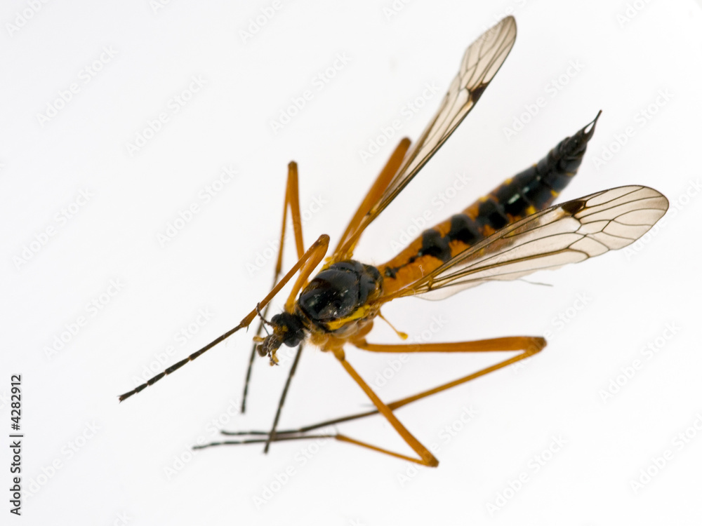 Fototapeta premium biology isolated