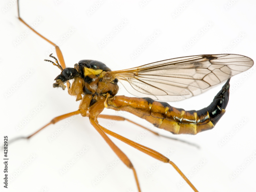 biology isolated biology isolated