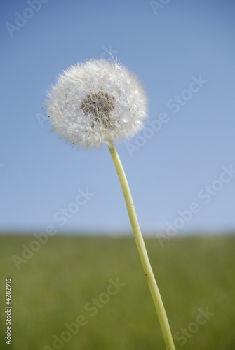 pusteblume