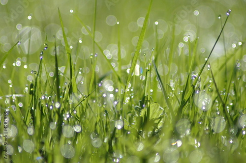 gras