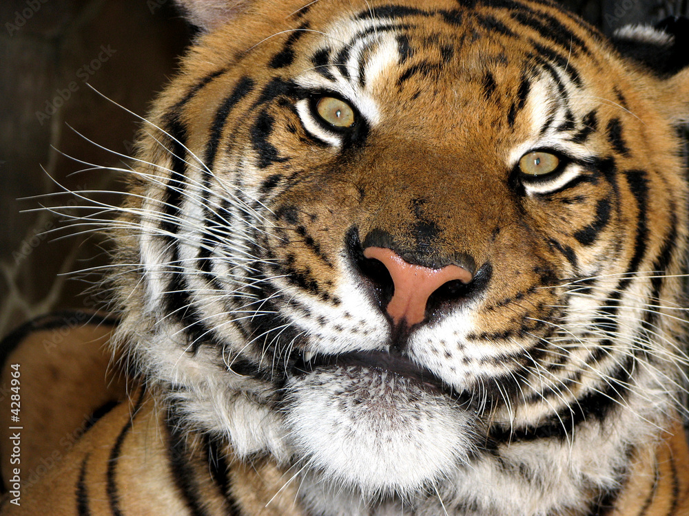 Tiger Tiger