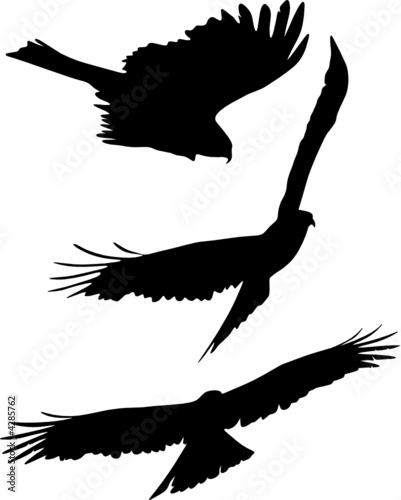 Silhouettes of eagle flight