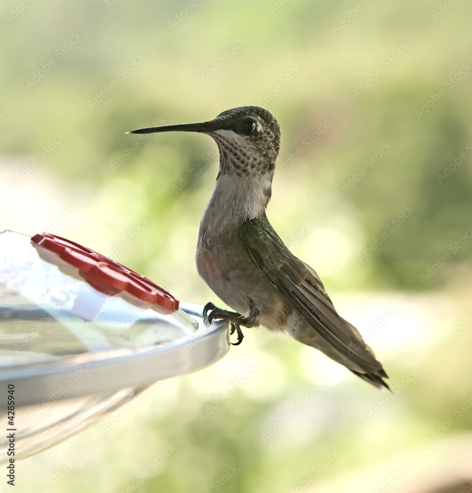 Fototapeta premium Female Ruby-Throated Hummingbird perched on a feeder. Closeup.