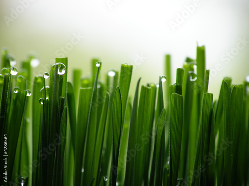 wet green grass