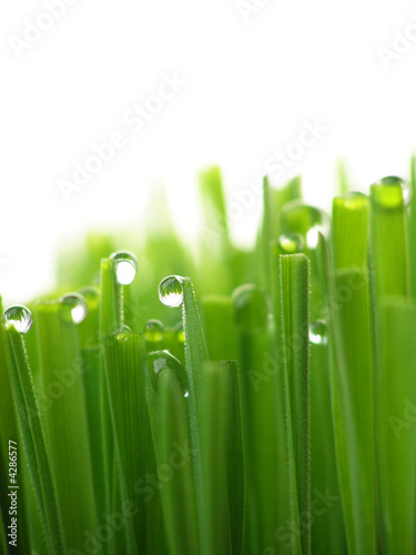 wet green grass