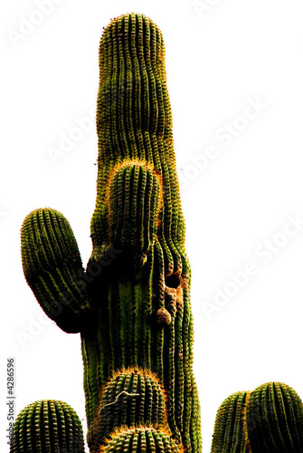 Saguaro Cactus