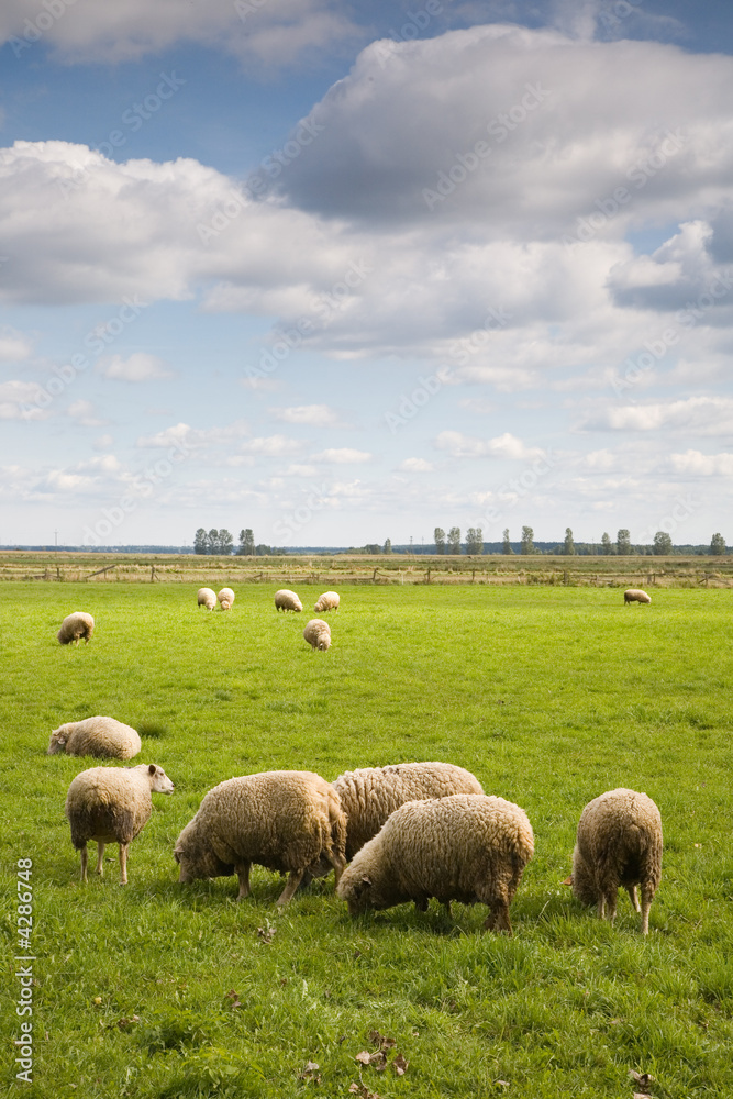 Fototapeta premium Hurd of sheep in the field under blue cloudy sky
