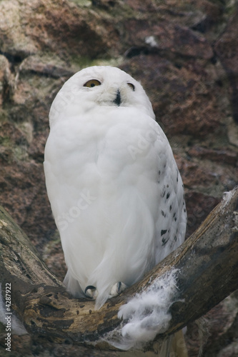 Snowy Owl © Ashley Darby
