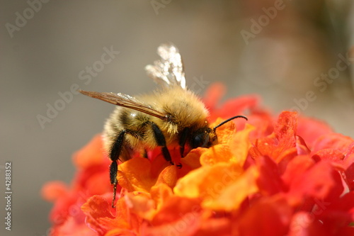 Bourdon sur lantana