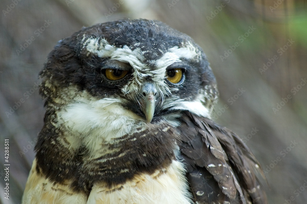 Naklejka premium spectacled owl 