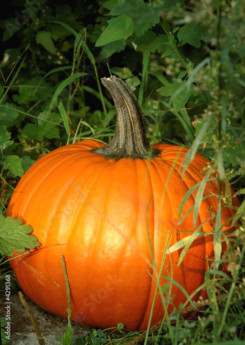 Pumpkin Patch