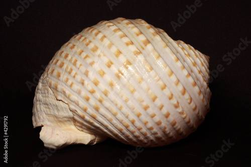 sea shell