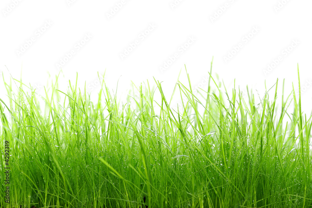 Herbes