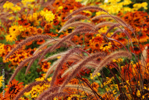 Canvas Print Fall color with ornament grass and rudbeckia flowers