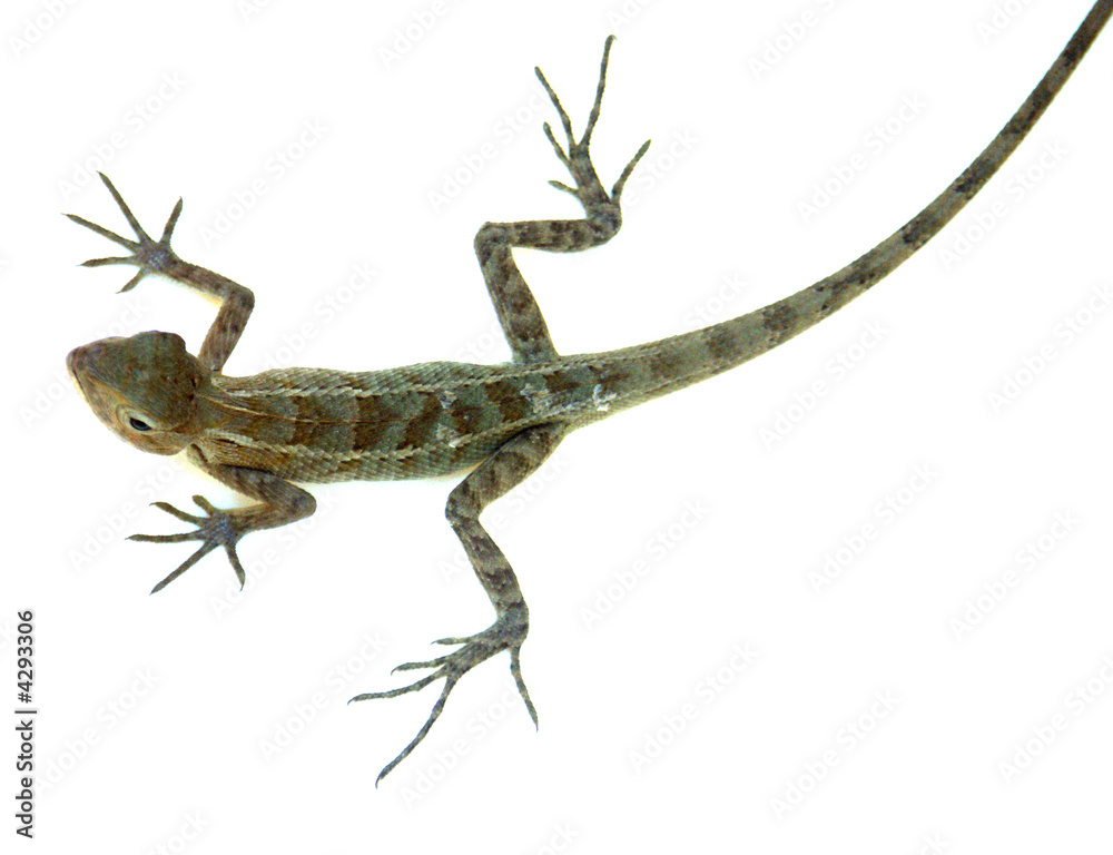 Fototapeta premium agame