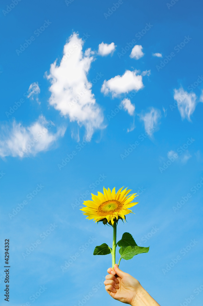 Fototapeta premium sunflower in woman hand and blue sky