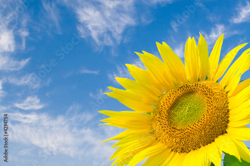 sunflower in blue sky background