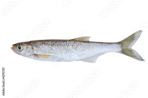 Small freshwater fish
