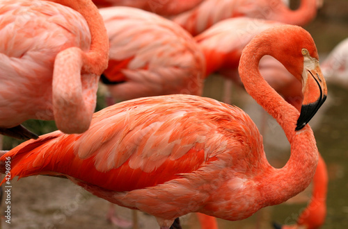Red exotic bird - flamingo