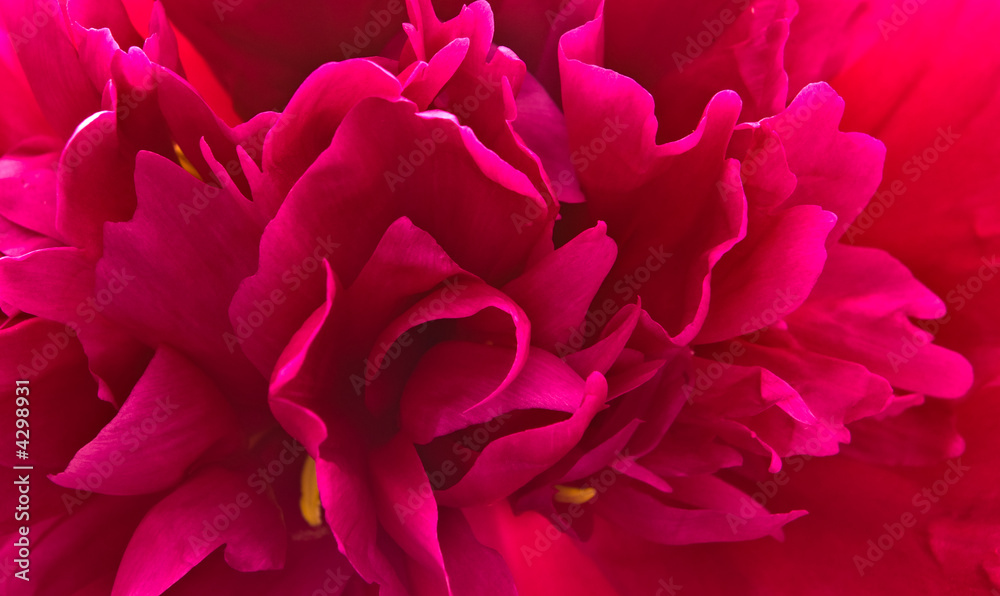 Paeony flower