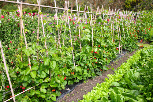 Schilderij op canvas A vegetable garden.