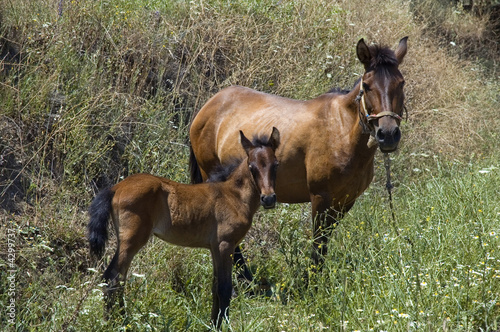 Horses