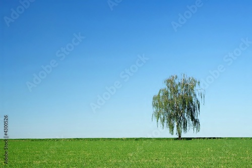 green field with tree under blue sky