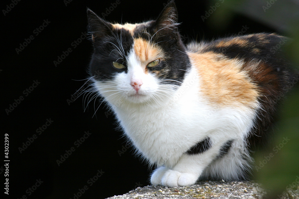 Fototapeta premium black and brown cat
