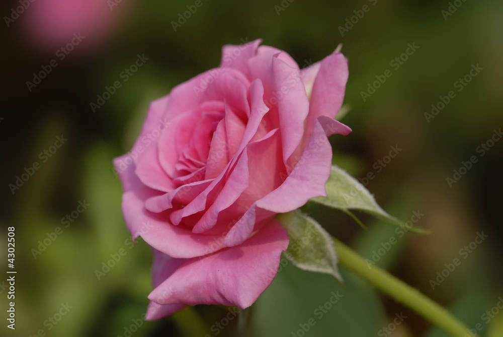 Beautiful pink color roses in the gardens