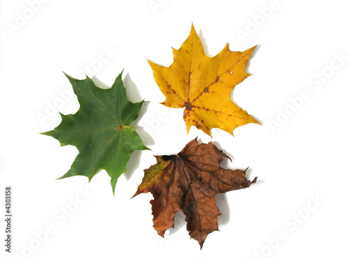Three leaves 1