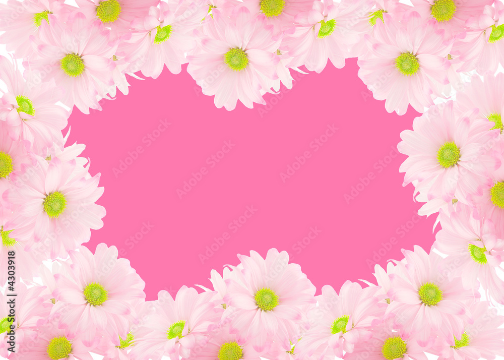 daisy background daisy background