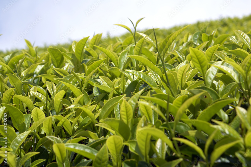 Obraz premium Tea leaves