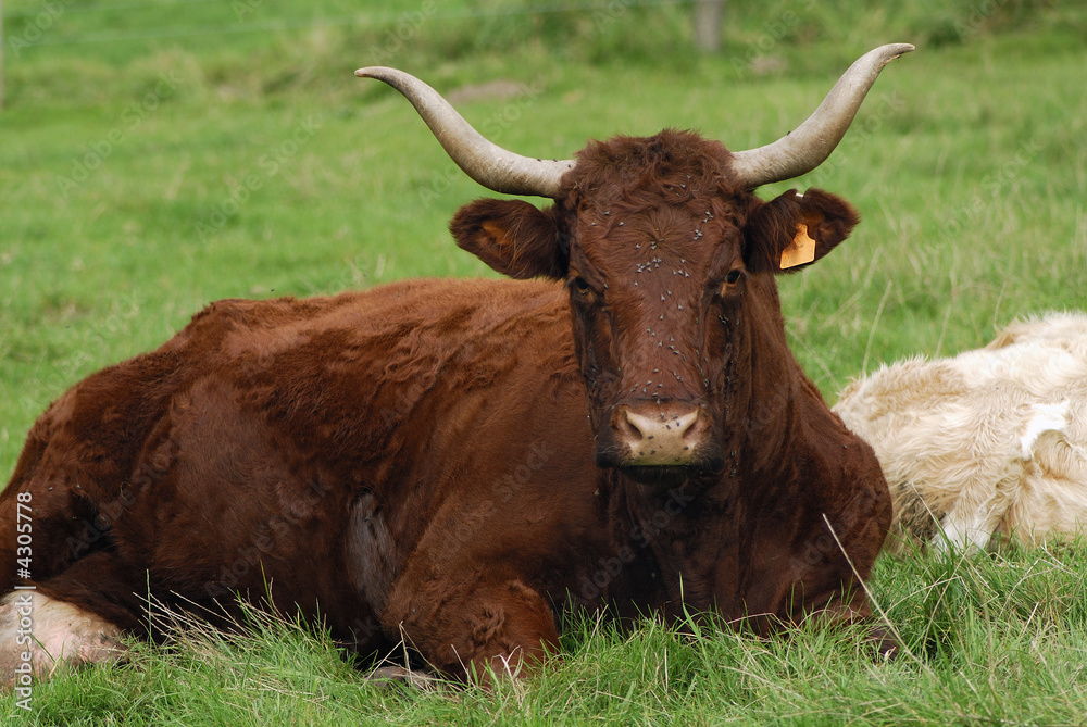 Salers au Pré Salers au Pré