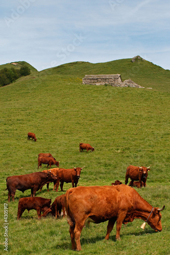 Vaches salers à l'estive