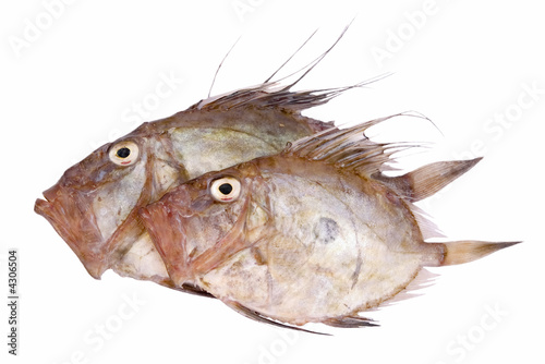 Sogliola Fish - Dover Soles photo