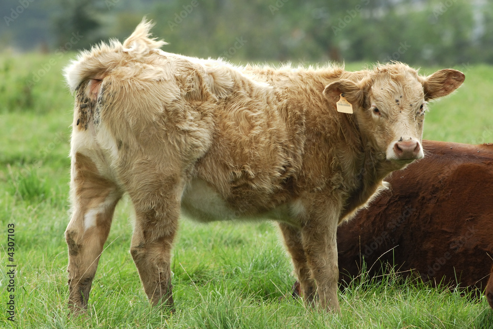 Obraz premium Vache «La Salers»