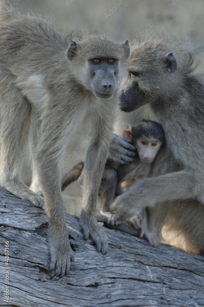 Chacma Baboon Family