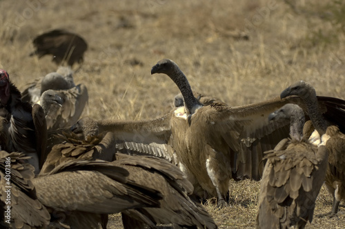 Vultures feeding on prey