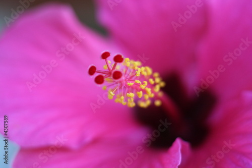 Pistil Ibiscus