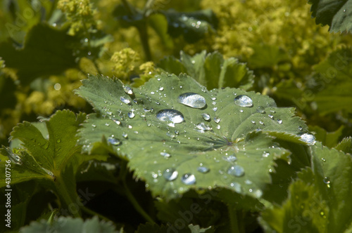 Rain drops