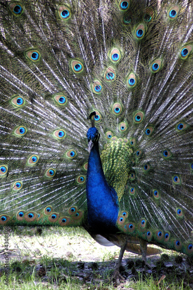 Obraz premium male peacock