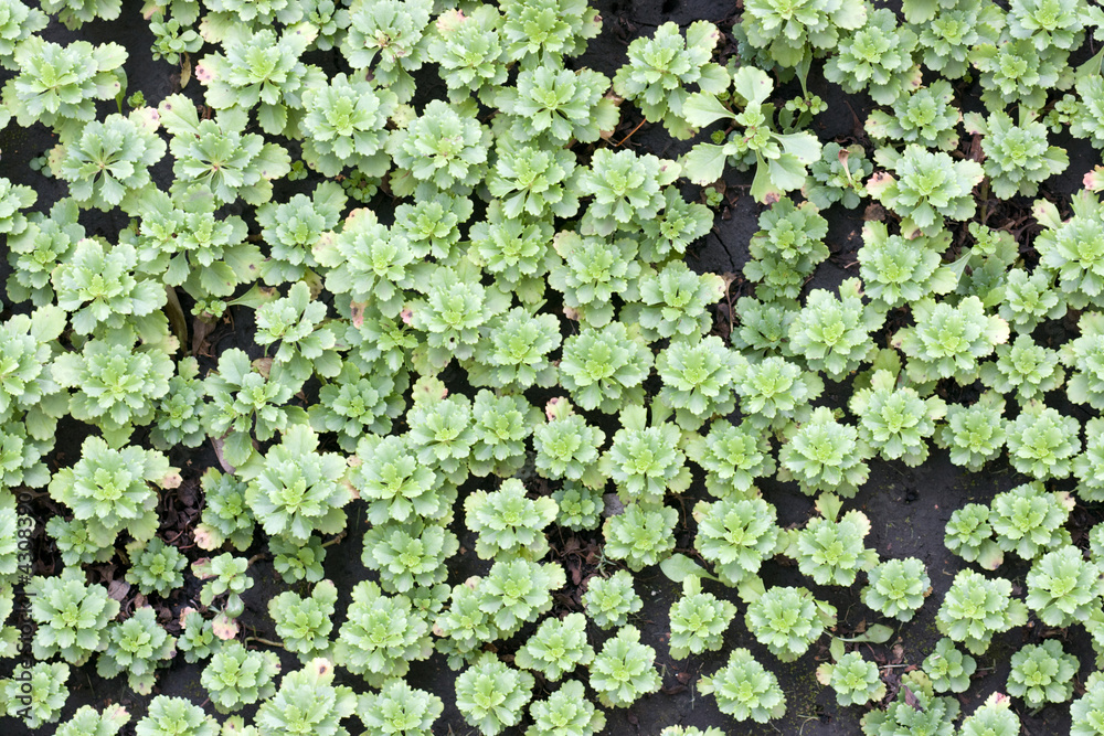 Green grass on the ground Green grass on the ground