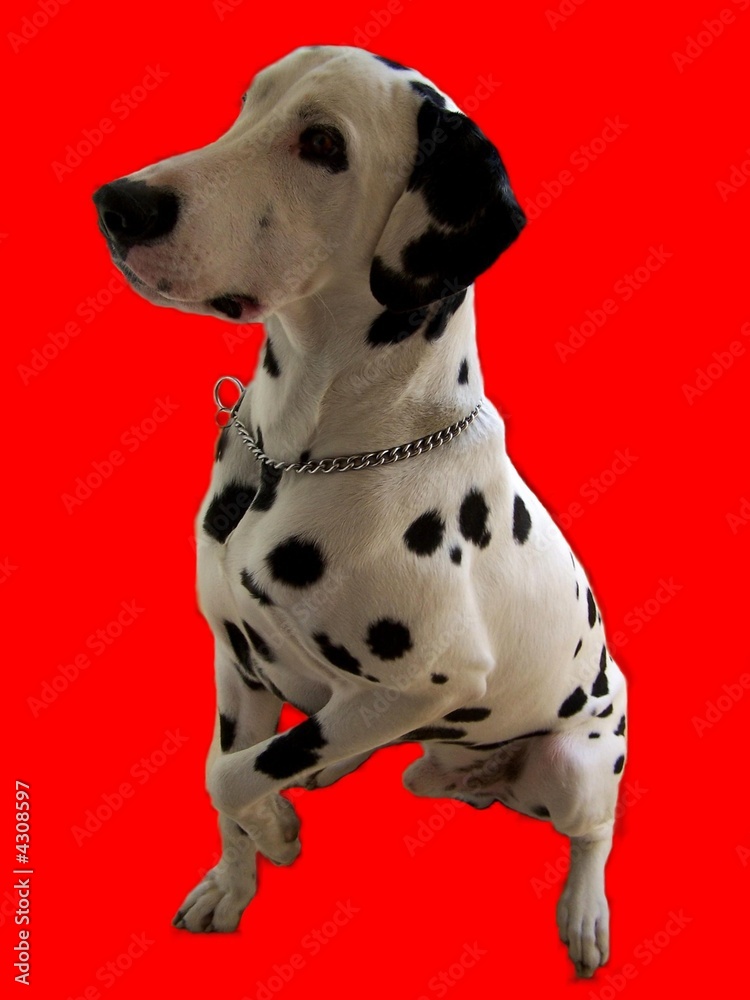 Dalmatian