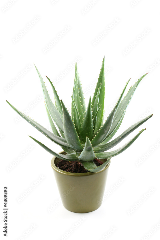 aloe aloe