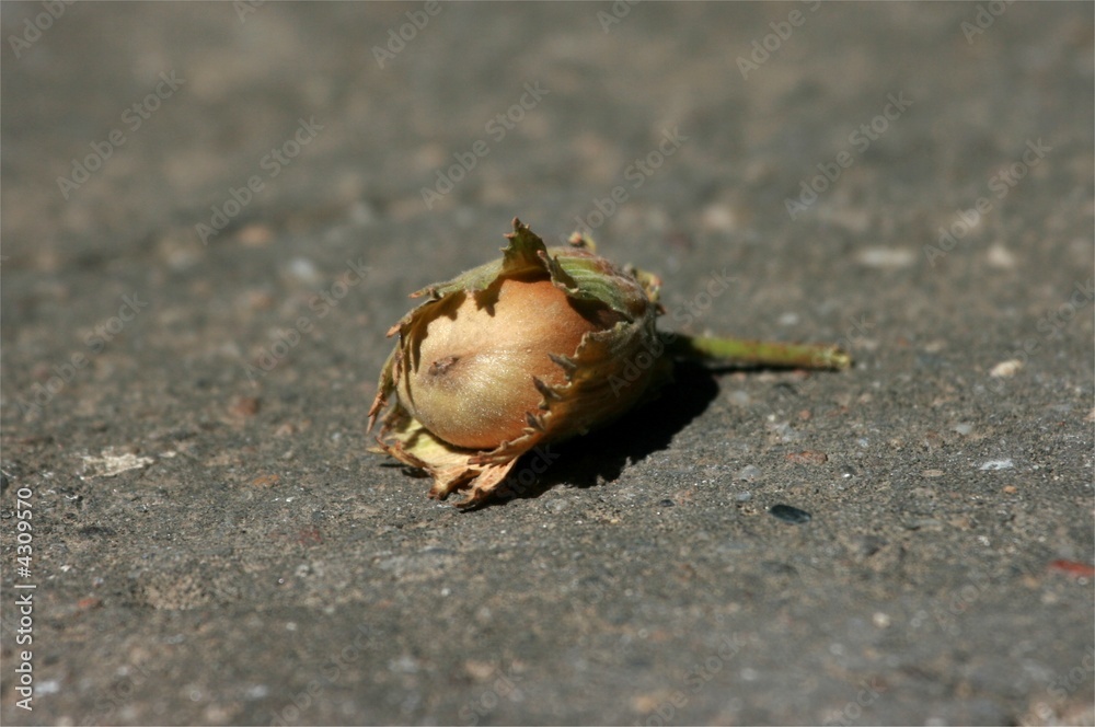 Hazelnut fallen on the ground