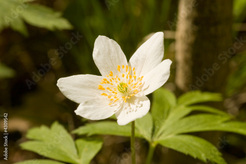 White anemone