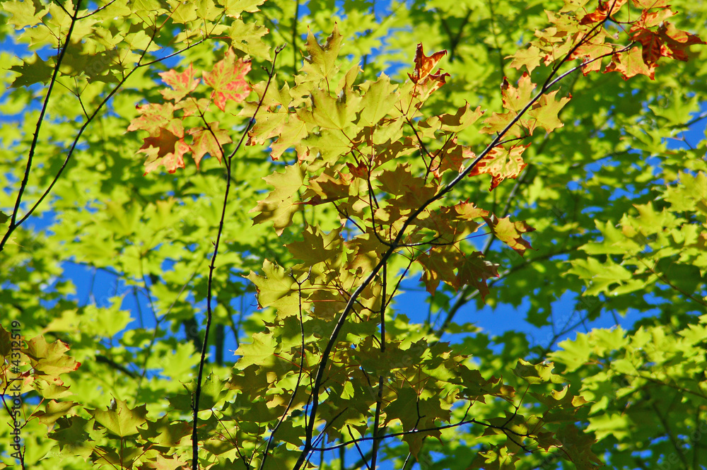 Green leaves Green leaves